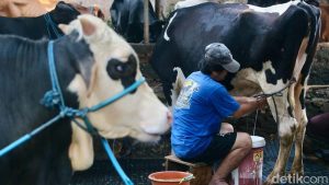 Sulitnya Akses Modal, Impor Sapi Perah Tersendat!