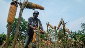 Produksi Jagung Jeblok, Industri Pakan Terancam Kolaps!