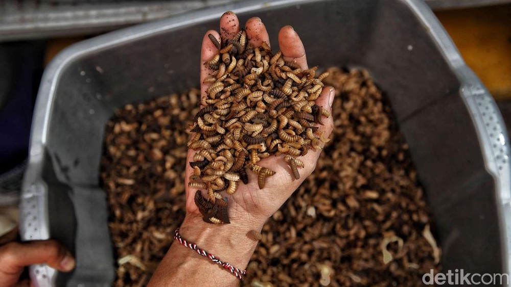 Kampung Magot: Sulap Sampah Jadi Cuan!