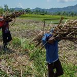 Judul Clickbait: Manisnya Rezeki! Petani Tebu Banjir Orderan