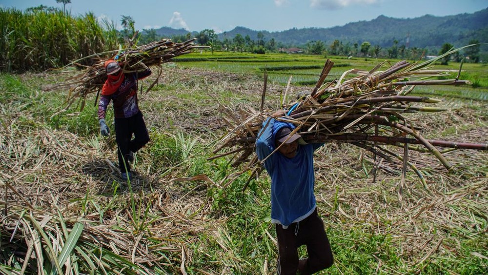 Judul Clickbait: Manisnya Rezeki! Petani Tebu Banjir Orderan