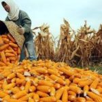 Impor Jagung Dikurangi? Kabar Baik dari Istana!