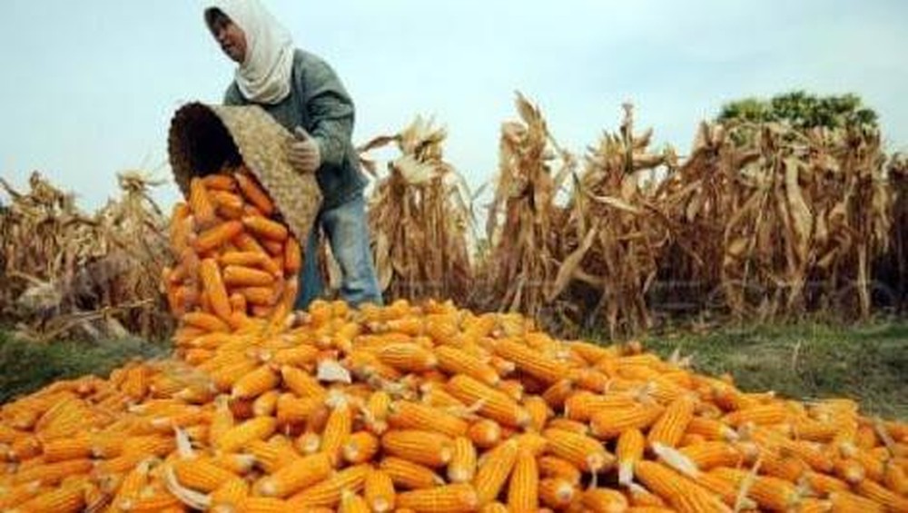 Impor Jagung Dikurangi? Kabar Baik dari Istana!