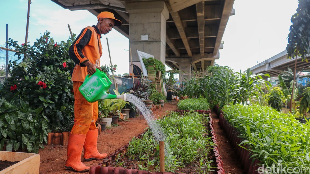 Heboh! Kolong Tol Becakayu Berubah Jadi Ladang Emas Hijau!