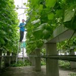 Atap RS Sragen Panen Melon 2 Ton, Bikin Melongo!