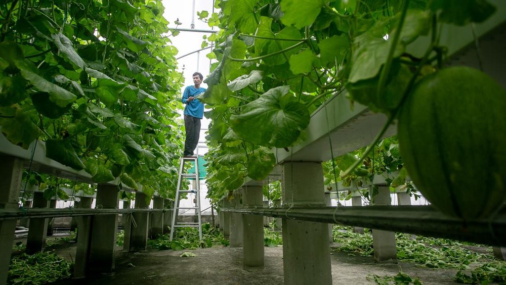 Atap RS Sragen Panen Melon 2 Ton, Bikin Melongo!