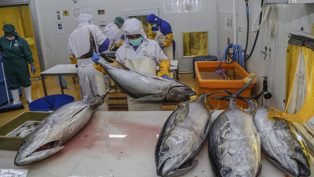 Jepang Ketagihan Tuna RI! Tarif Nol Persen Bikin Heboh!