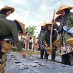 Gebyar Tanam Bawang Merah Temanggung, Harga Aman?