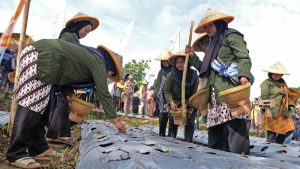 Gebyar Tanam Bawang Merah Temanggung, Harga Aman?