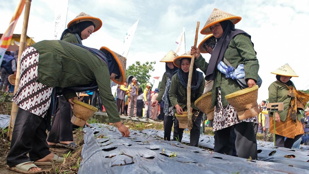 Gebyar Tanam Bawang Merah Temanggung, Harga Aman?
