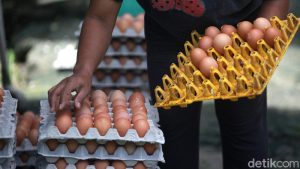 TERUNGKAP! RI Bakal Banjir 1,5 Juta Ton Daging Ayam!