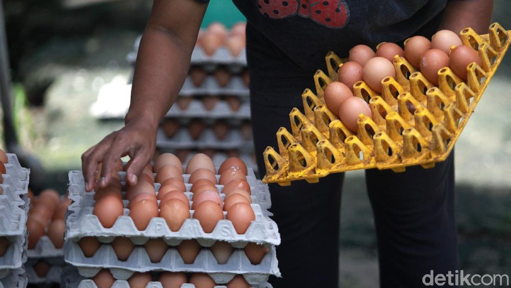 TERUNGKAP! RI Bakal Banjir 1,5 Juta Ton Daging Ayam!
