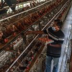 Pendapatan Peternak Melejit Rp 81,5 T Berkat Proyek Ini!