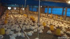 Harga Ayam Anjlok Parah! Peternak Teriak Rugi Besar!