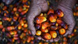 Terbongkar! Jurus Ampuh RI Hapus Impor Solar Tahun Ini!