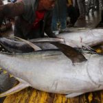 Peluang Emas! Jepang Lirik Pekerja Perikanan RI, Siap Kirim!