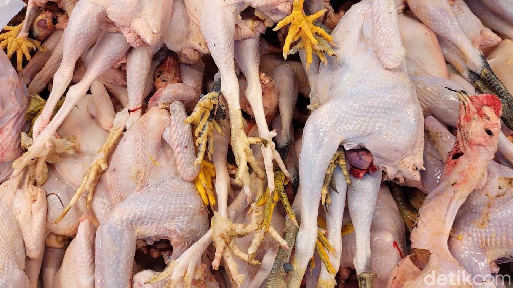 Harga Ayam Terjun Bebas! Peternak Menjerit Rugi Besar