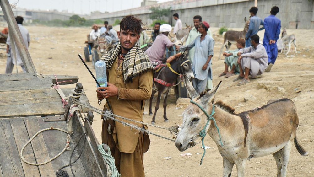 Karachi Gempar! Bisnis Keledai Kuno Bangkit Kembali!