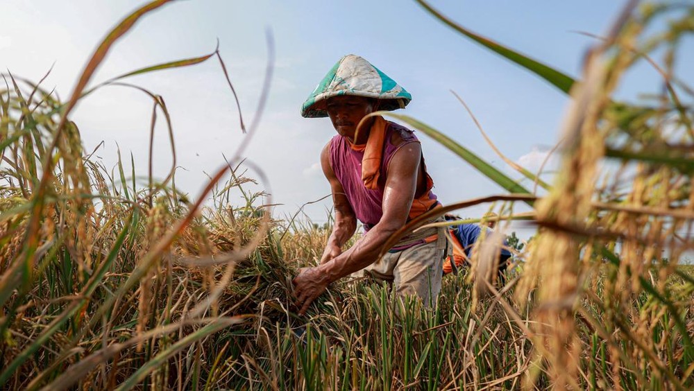 Pangan RI Terancam? Petani Menua, Anak Ogah Bertani!