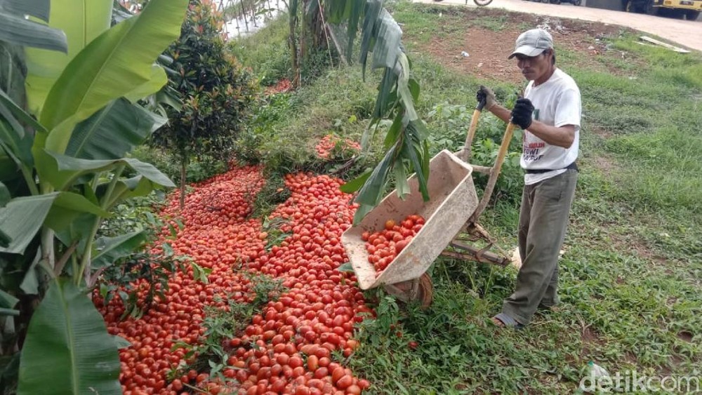 Harga Tomat Anjlok Parah! Pemerintah Gerak Cepat Selamatkan Petani!