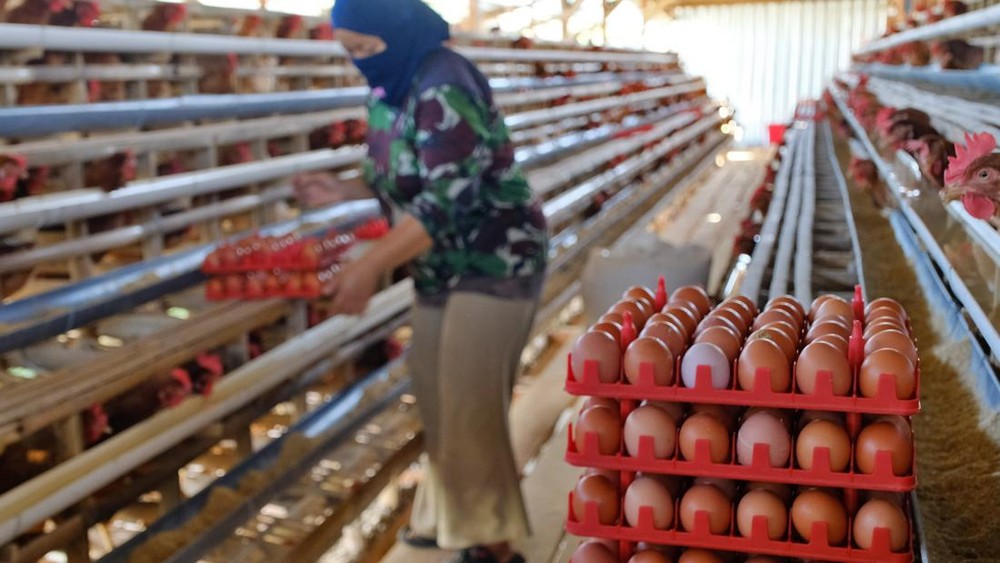 Mentan Amran Bertindak Cepat: Harga Pakan Stabil, Telur Peternak Wajib Diserap!