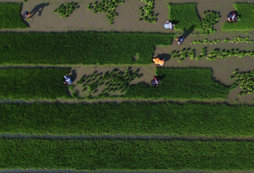 Mamuju Cetak Sejarah! 868 Ha Sawah Baru Siap Panen!