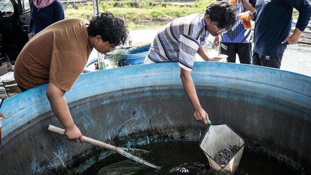 Heboh! Tambak Udang Semarang Ini Bikin Petani Lain Iri!