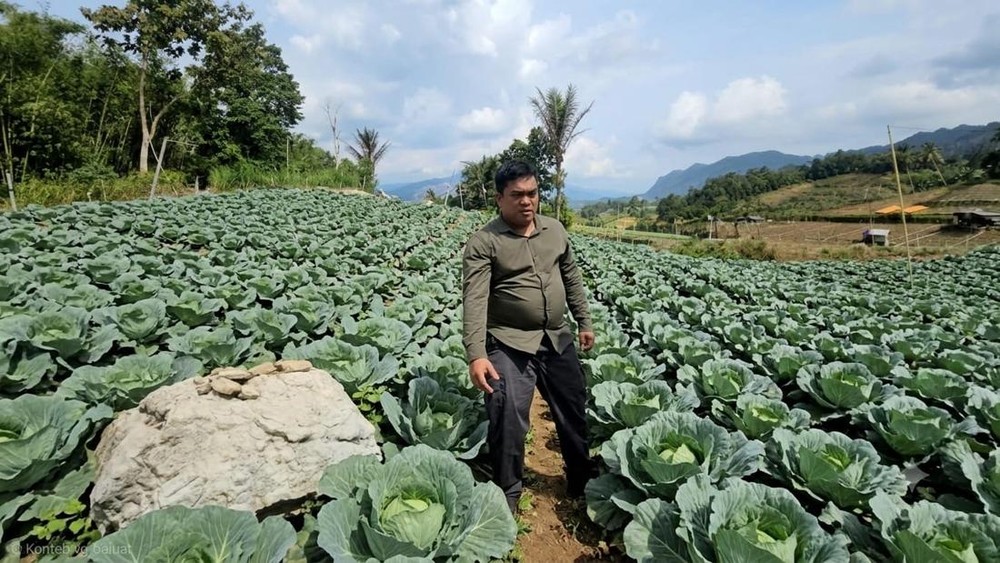 Untung 3 Kali Lipat! Kubis Dairi Siap Kuasai Pasar Asia