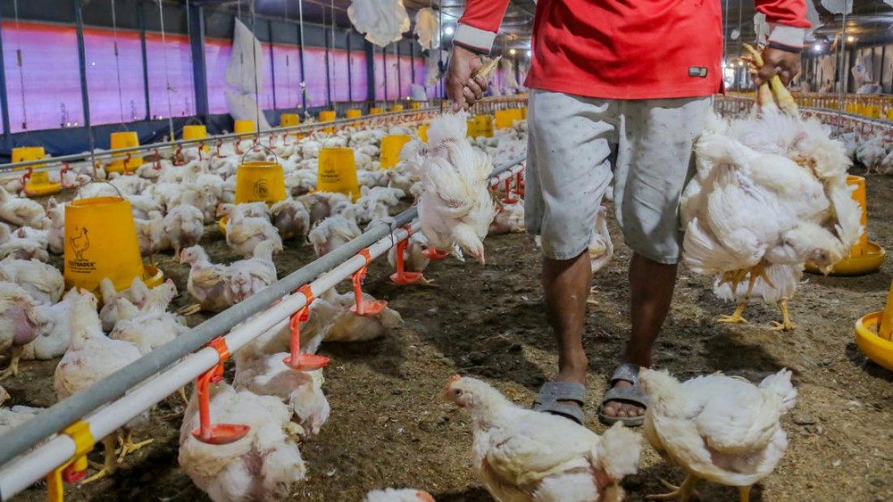 Misteri Harga Ayam Rp 40 Ribu Terkuak! Bukan Peternak?