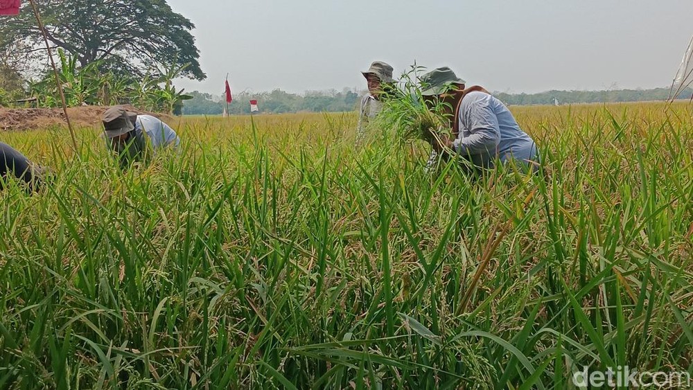 TERBONGKAR! Petani Indramayu Panen Dobel Berkat Ini!