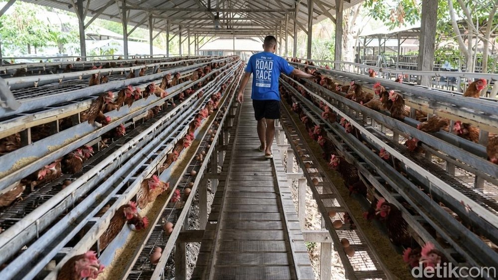 Bone Bakal Jadi Raja Ayam RI! Proyek Triliunan Dimulai!