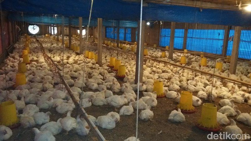 Harga Ayam Anjlok, Peternak Terancam Bangkrut!