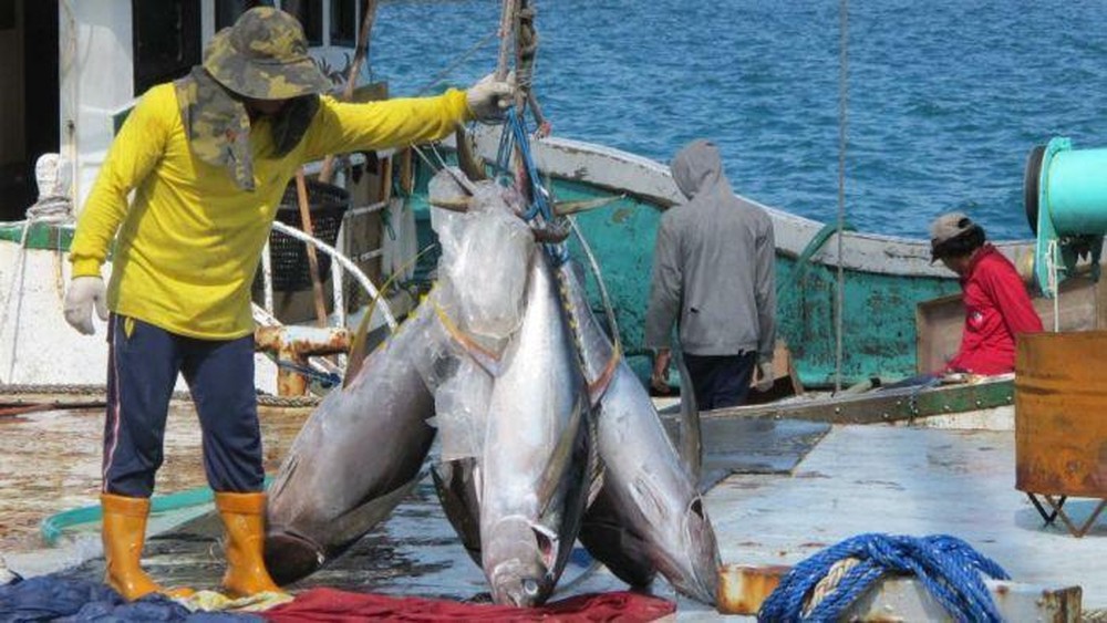 Kabar Gembira! Kuota Tuna Bluefin RI Melonjak