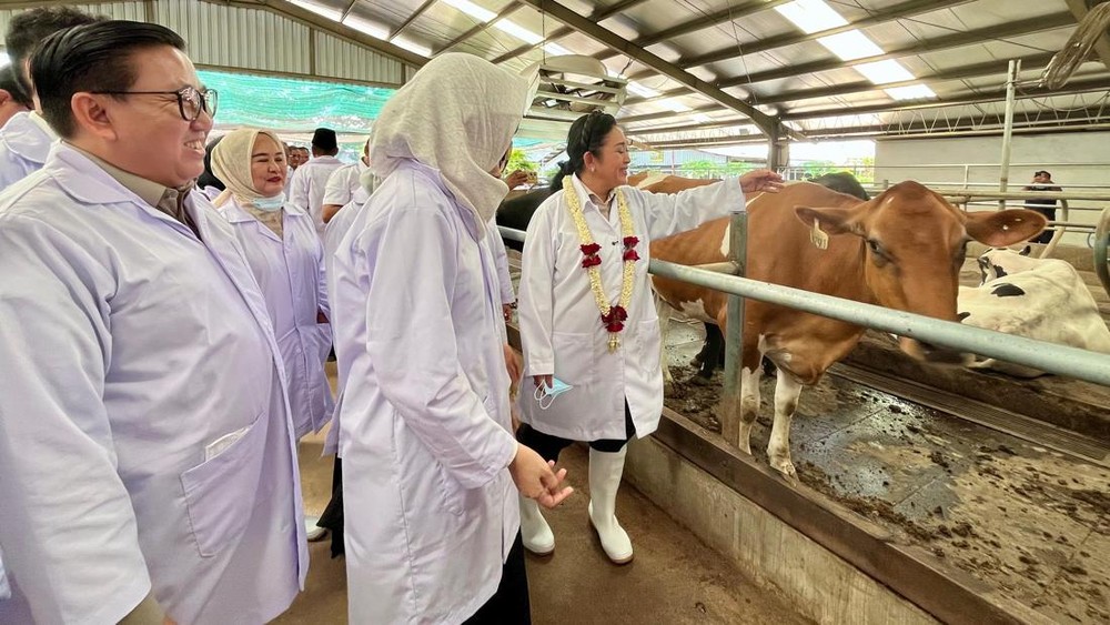 Target 600 Ribu Sapi, Indonesia Siap Mandiri Susu!