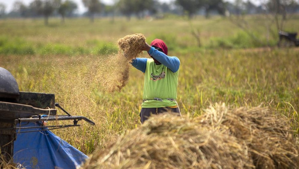 Waspada! Stok Beras Nasional Diprediksi Anjlok